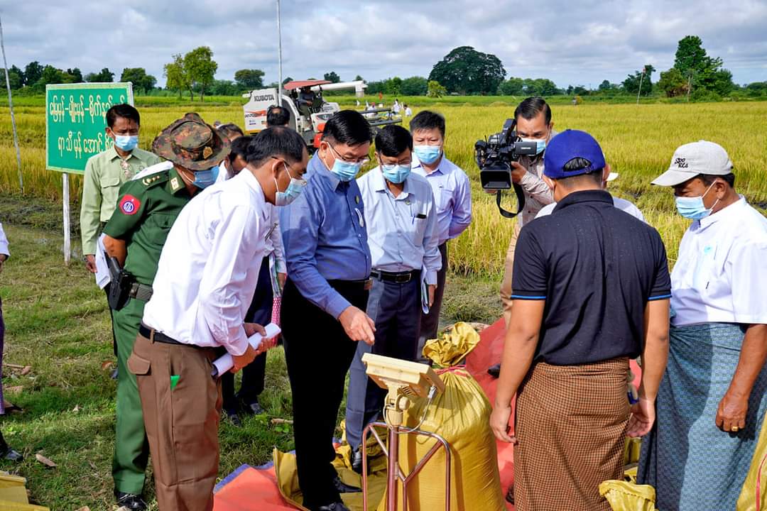 မကွေးတိုင်းဒေသကြီးဝန်ကြီးချုပ် ဦးတင့်လွင် မြို့သစ်မြို့နယ် နွေစပါးစံကွက်ရိတ်သိမ်းနေမှုအား ကြည့်ရှုအားပေး